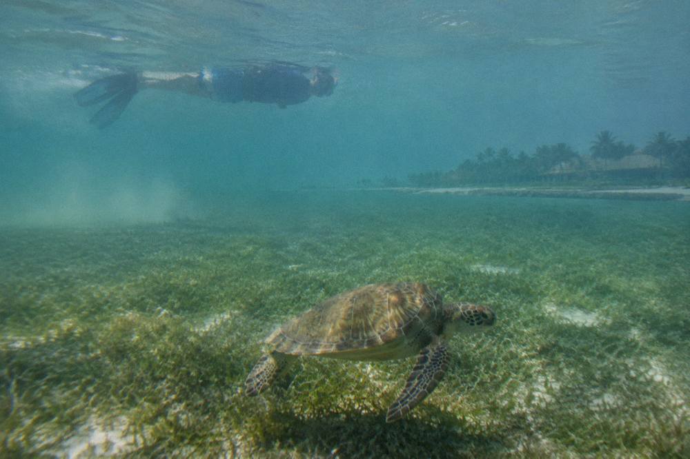 A snorkeler floating flat on the surface above a distant green turtle over seagrass