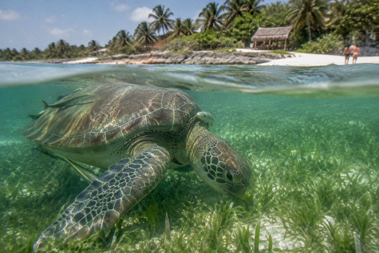 A green sea turtle grazing over a seagrass bed in clear shallow bay water
