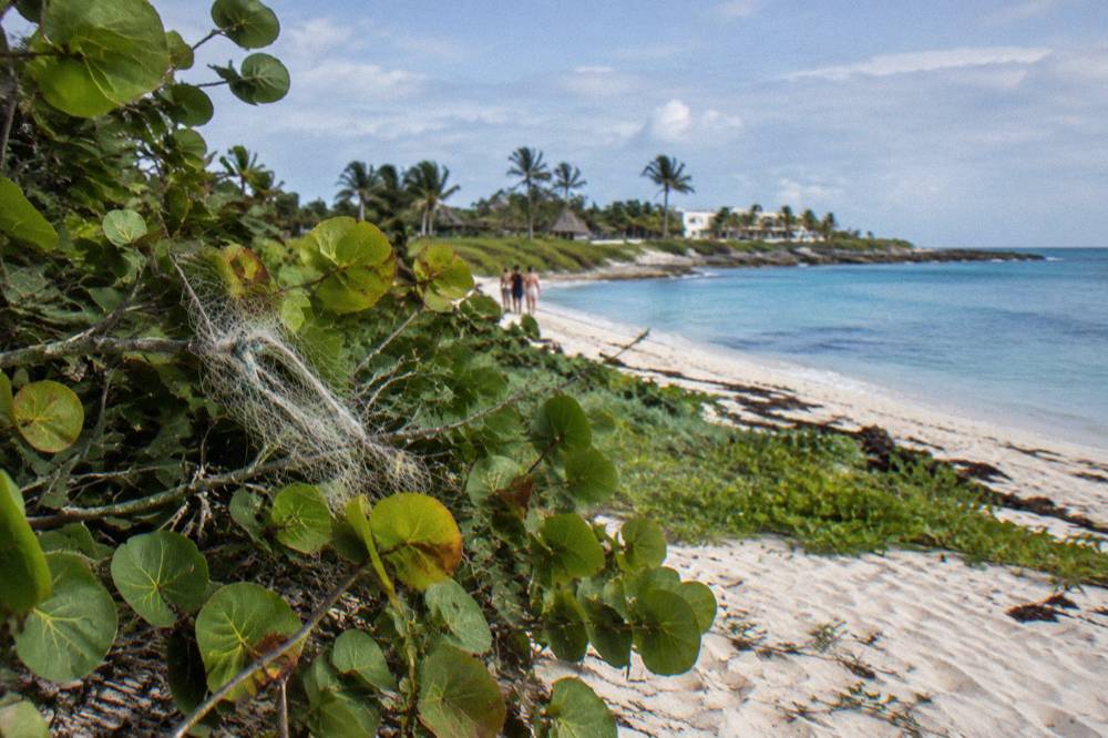 A stretch of sandy beach with calm blue water and low green vegetation under a bright sky