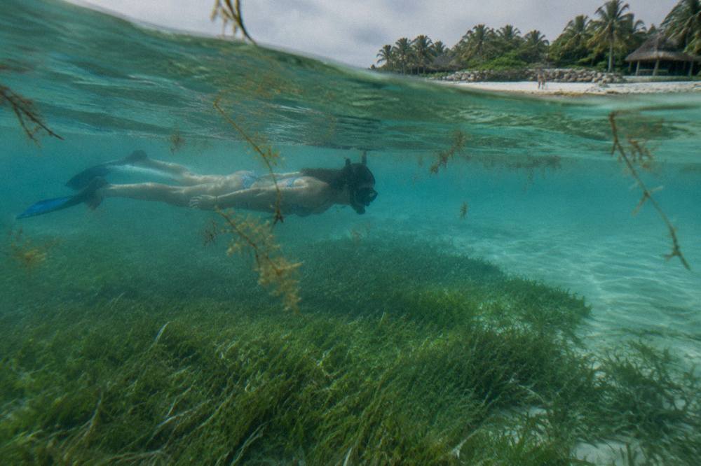 Snorkeler floating horizontally above a green seagrass bed in shallow turquoise water