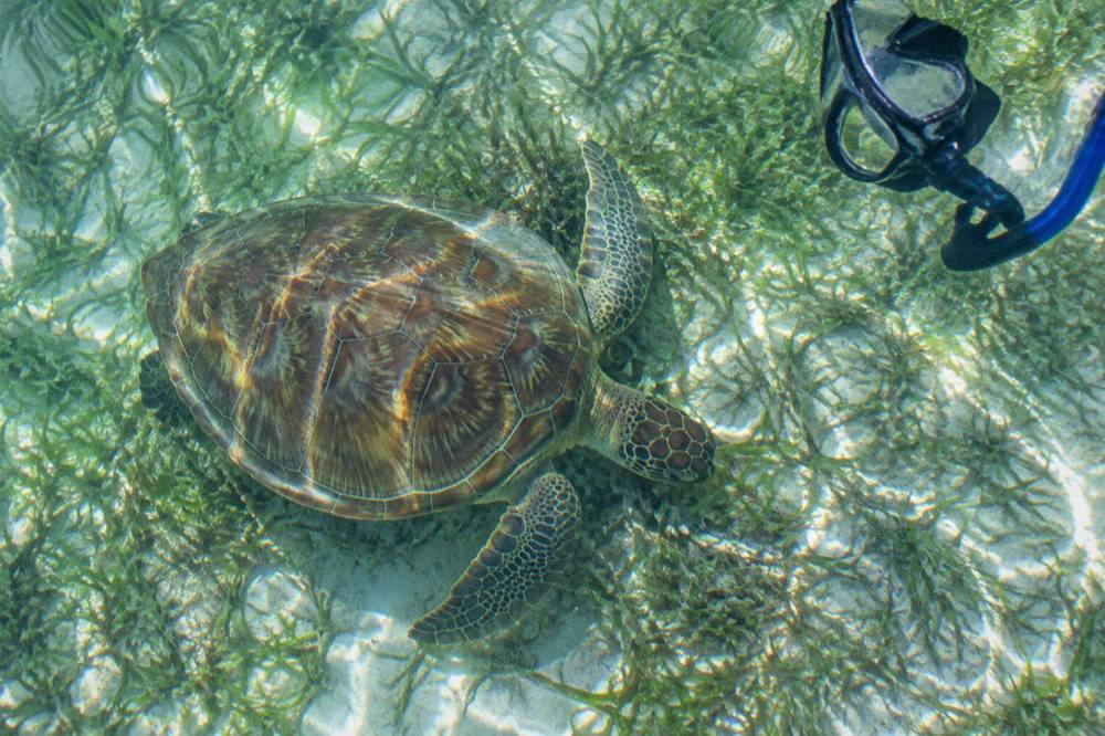 A green sea turtle grazing over a seagrass bed seen from above in clear shallow water