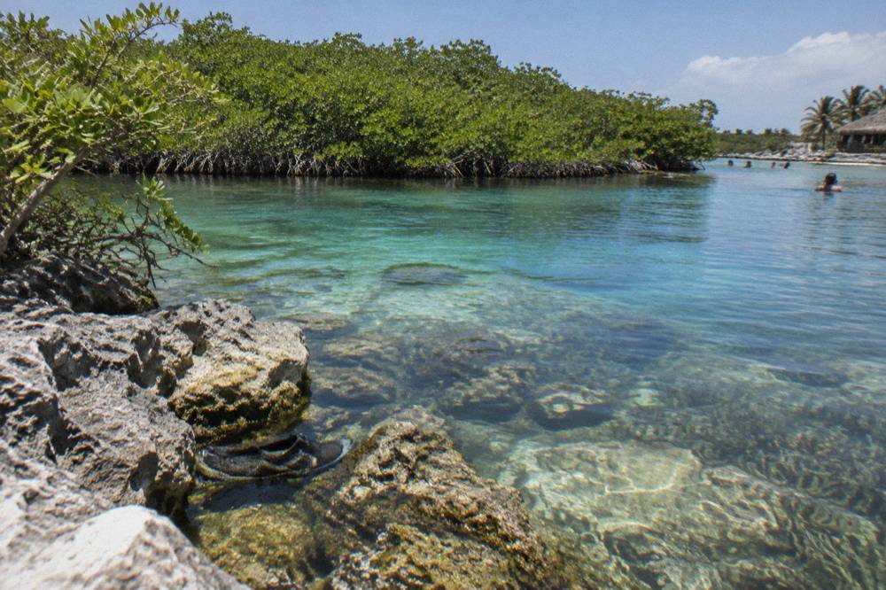 Clear shallow lagoon water over rocks and seagrass with mangrove trees along the far edge