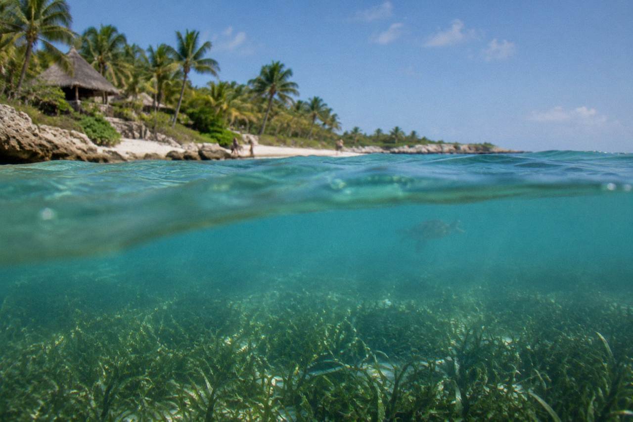 Calm turquoise bay with seagrass beds and a sandy shore lined with palms