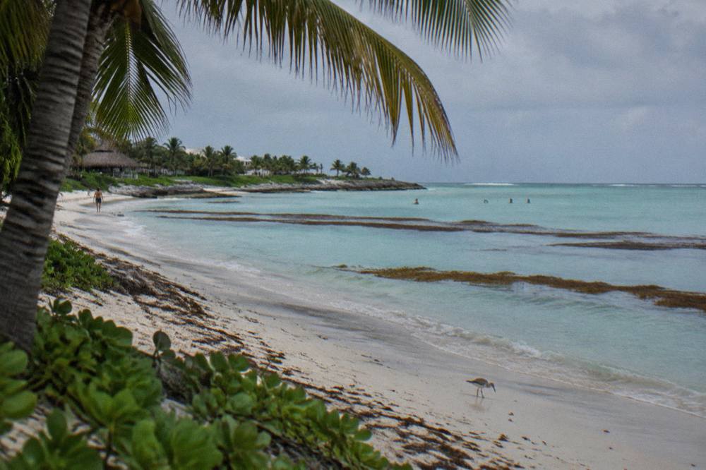 Rafts of brown sargassum seaweed drifting on calm turquoise sea near a sandy beach