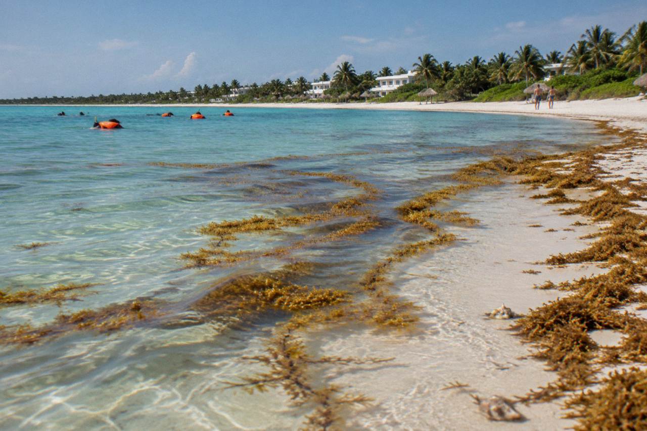 Golden sargassum seaweed floating in clear turquoise water along a Caribbean beach shoreline