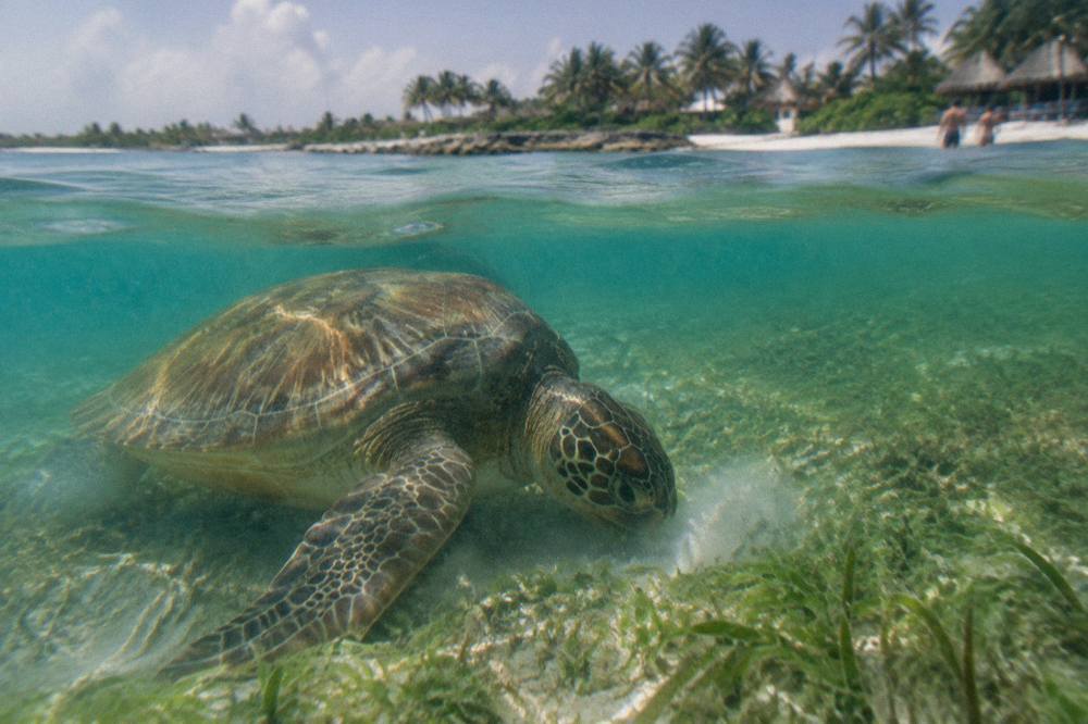 A green sea turtle grazing over a bright seagrass meadow in shallow turquoise water