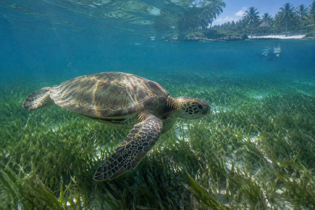 Green sea turtle swimming over a seagrass bed in clear shallow bay water