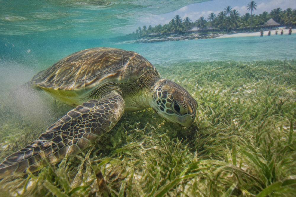 A green sea turtle grazing over a seagrass bed in clear shallow water