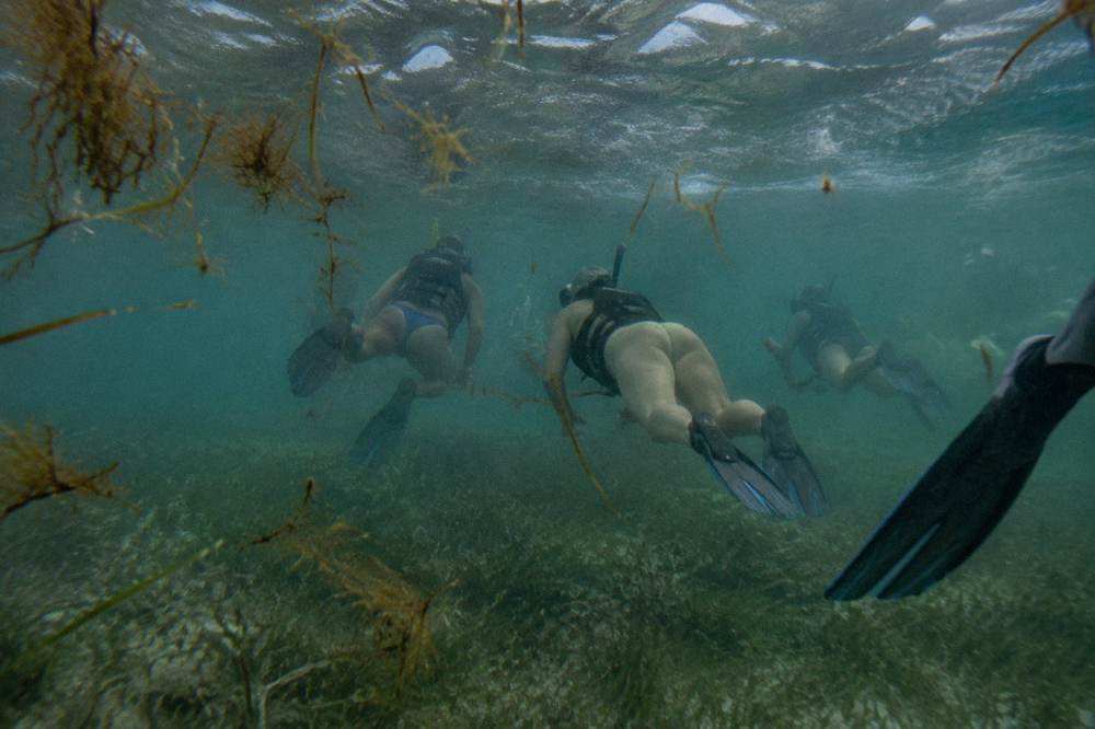 Snorkelers in vests floating above a seagrass bed with a guide nearby