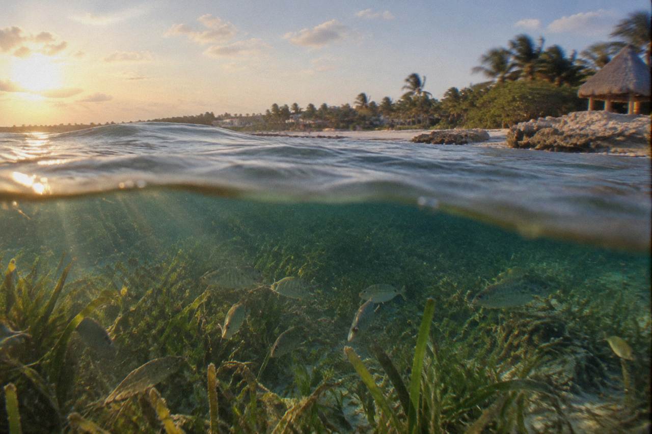 Calm turquoise water over a seagrass bed in Akumal Bay with soft morning light
