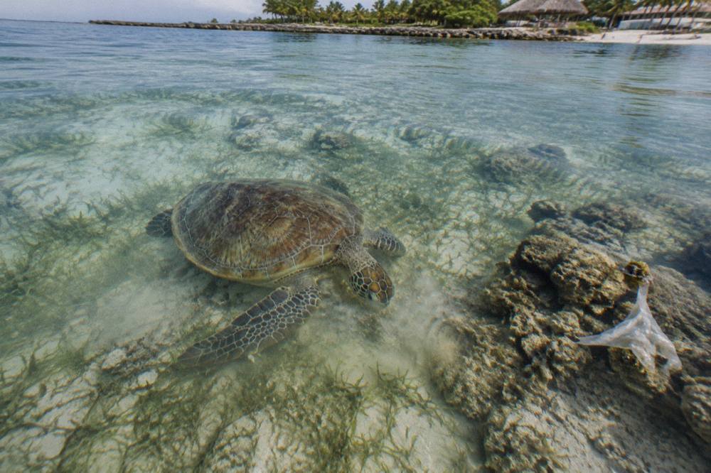A green sea turtle grazing over a pale seagrass bed in clear shallow water