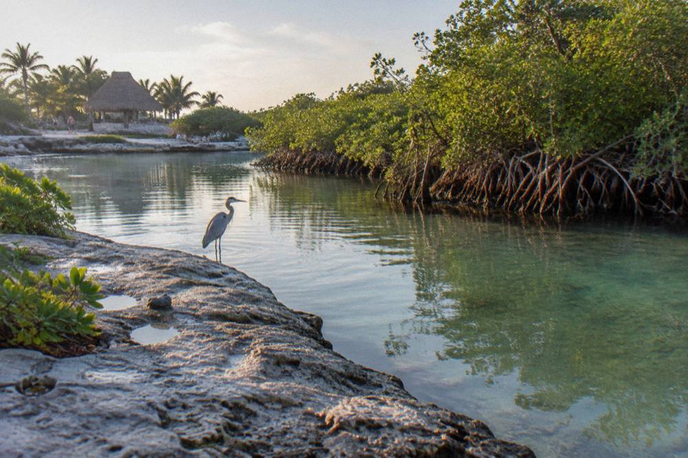 A rocky lagoon inlet with calm pale green water and mangrove edge under morning light