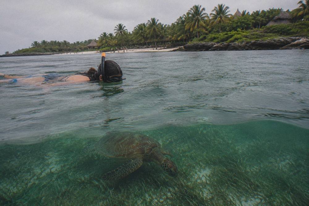 Snorkeler floating above a green turtle grazing on a seagrass bed in shallow bay water