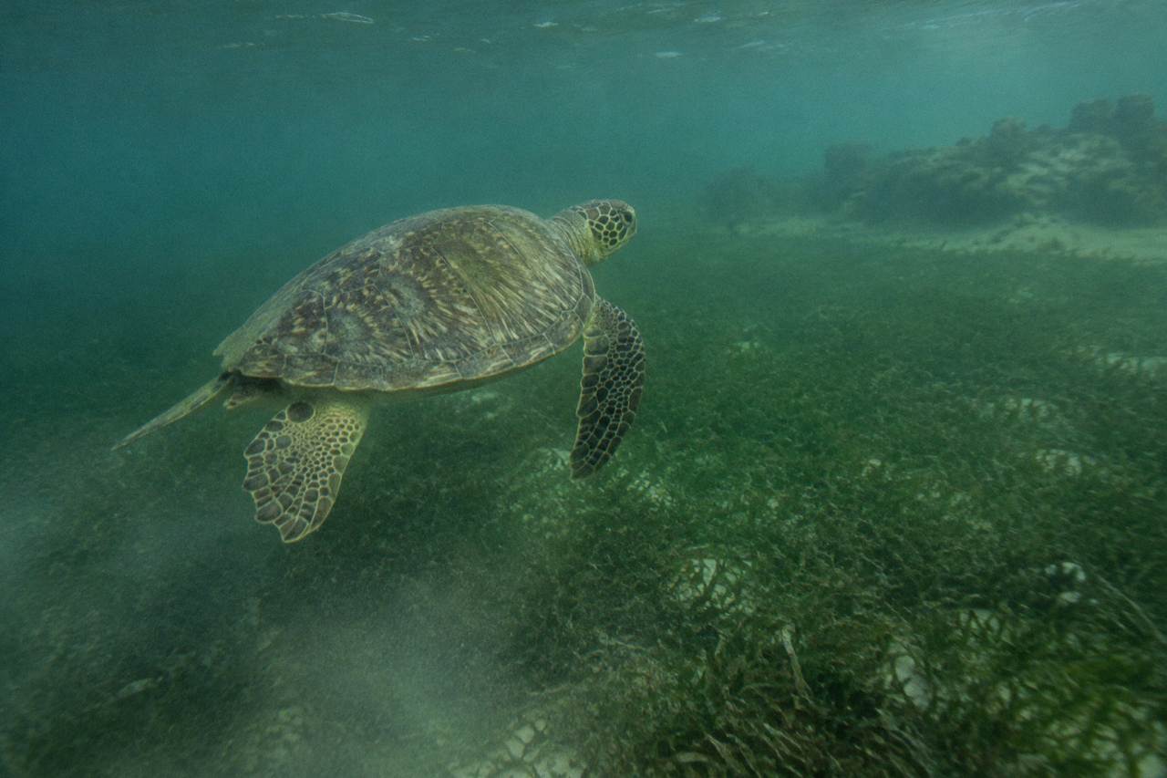 Clear turquoise bay water over a seagrass bed with a green turtle swimming near the surface