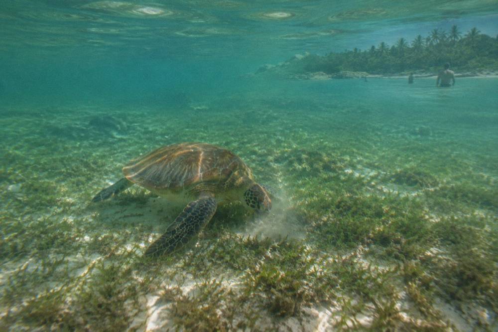 A green sea turtle grazing over a patchy seagrass bed in clear shallow water