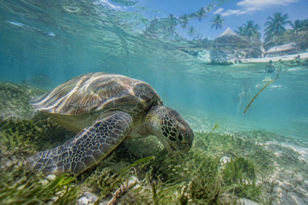 A green sea turtle swimming over a green seagrass bed in clear shallow water