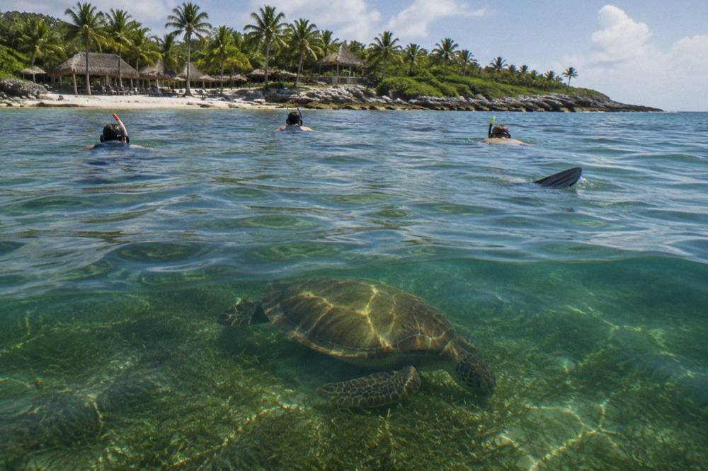 A small group of snorkelers floating calmly on the surface watching a green turtle graze below