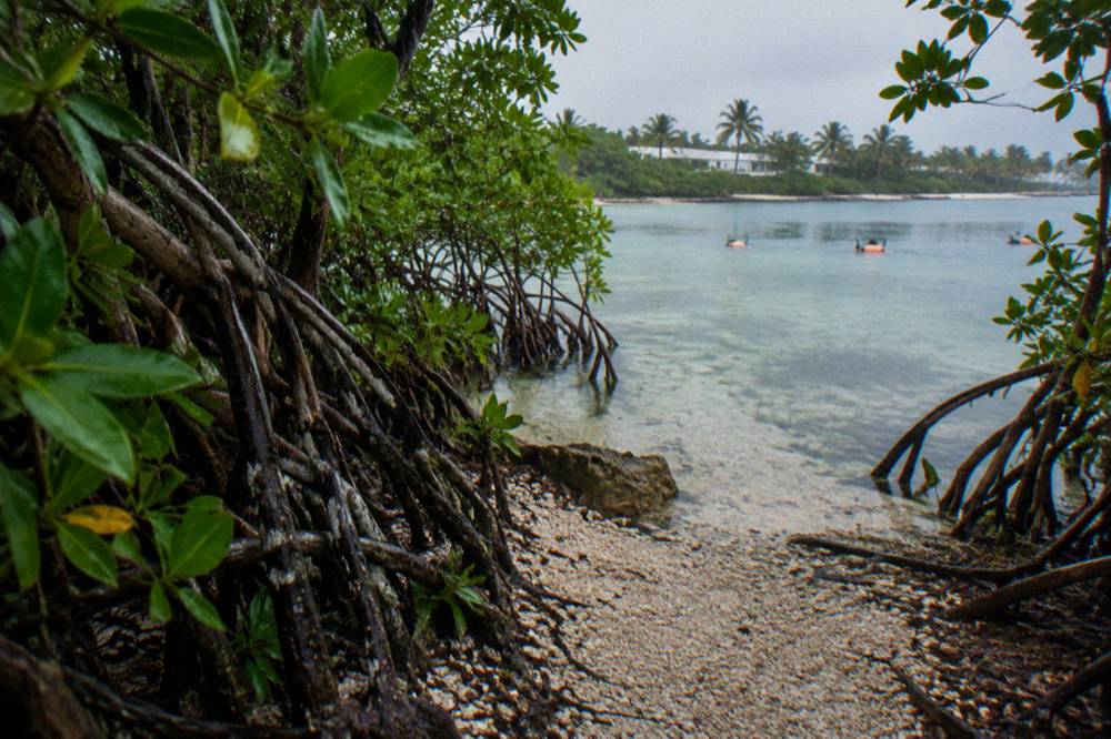 Jungle path beside a bicycle leading toward an open freshwater cenote pool