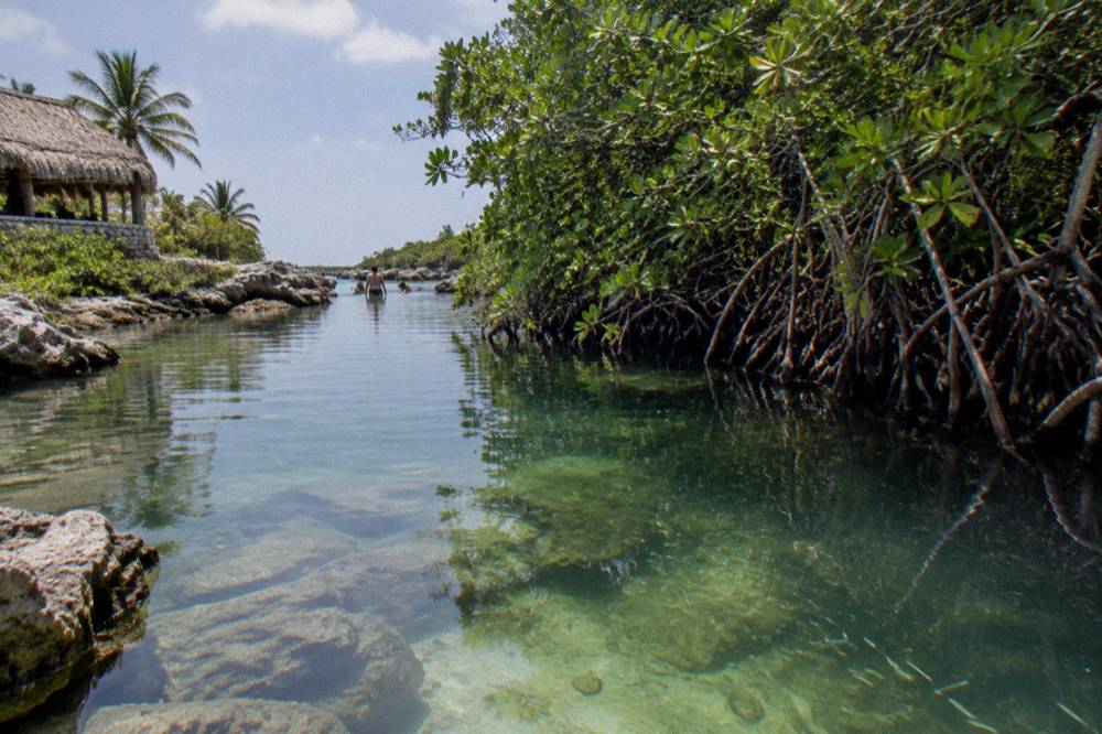 A mangrove-edged lagoon channel with still water and small fish visible over a pale rocky bottom.