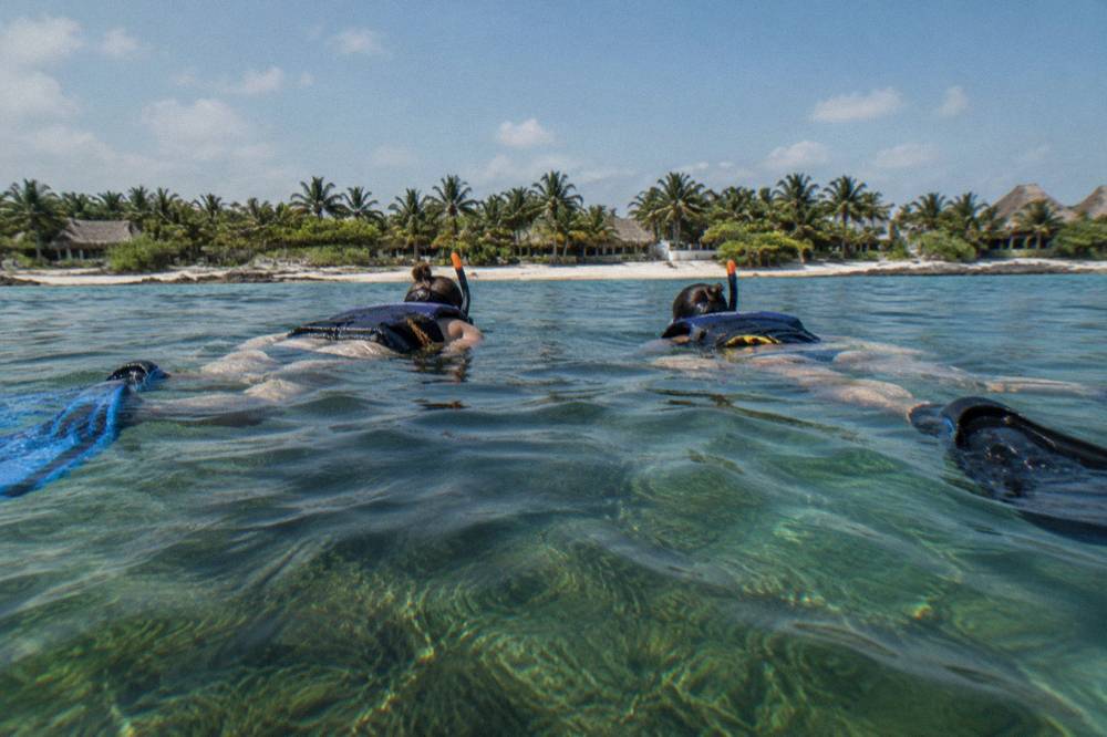 Snorkelers floating flat on the surface above a green seagrass bed in clear bay water