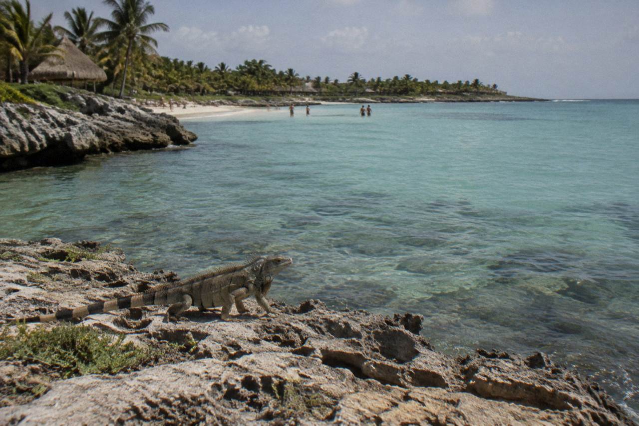 Calm turquoise water over a seagrass bed in Akumal Bay with a rocky shoreline