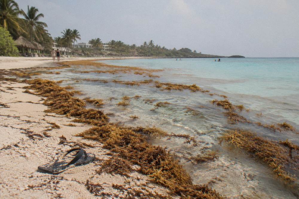 A line of brown sargassum seaweed floating at the edge of otherwise clear turquoise water near a beach