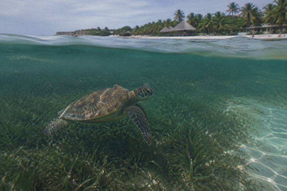 Shallow clear bay water over a seagrass bed with distant shoreline