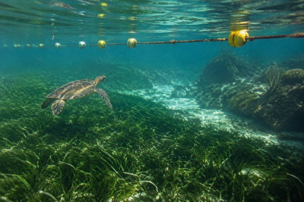 Buoy line marking a swimming area above shallow seagrass