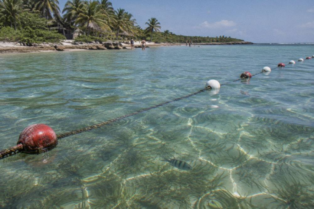 Buoy line floating over pale green seagrass beds in clear shallow bay water