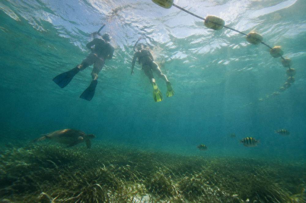 Snorkelers floating on the surface above a shallow seagrass bed inside a buoyed area