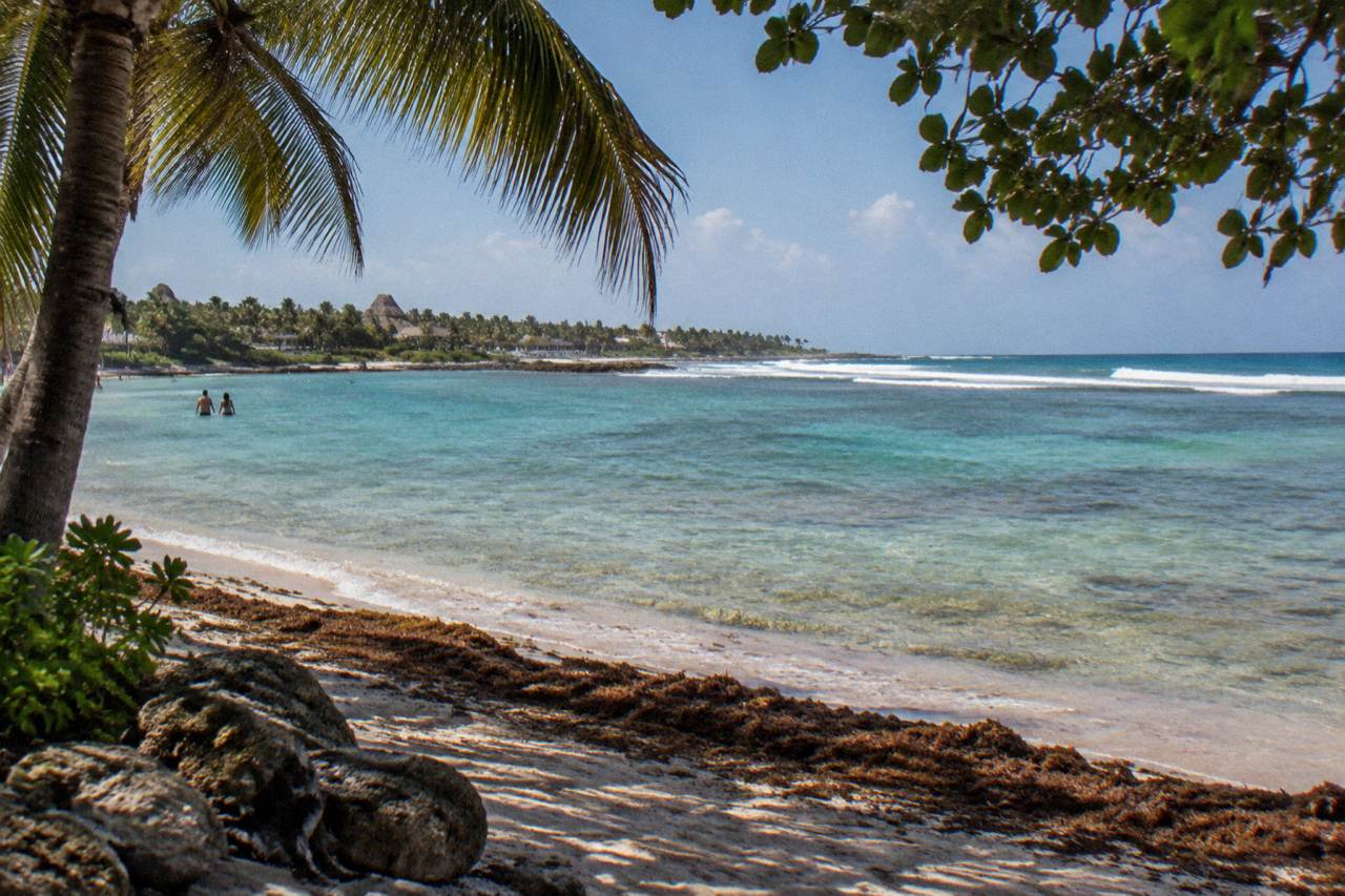Calm turquoise water over a shallow seagrass bed with a sandy beach and palm trees behind