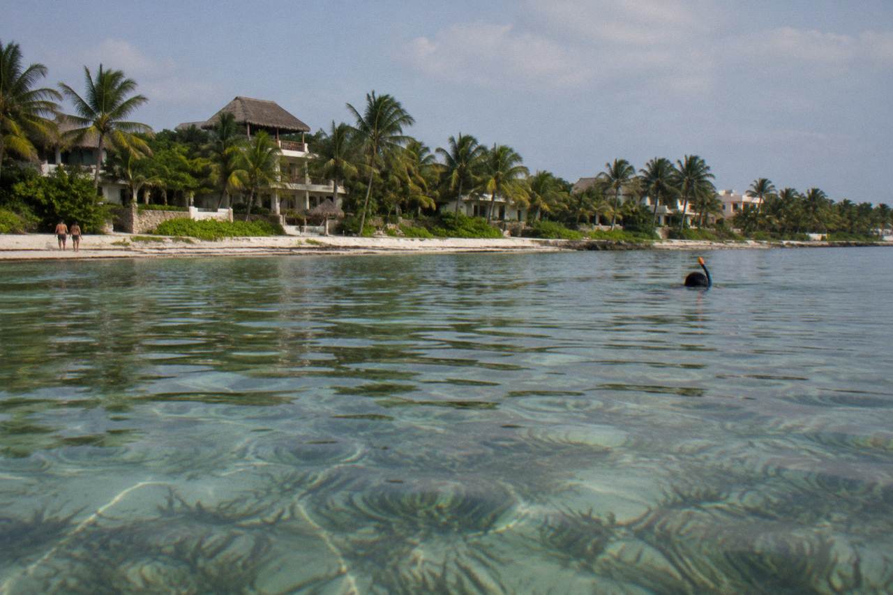 A calm sandy bay with clear shallow water over seagrass and palm trees along the shore