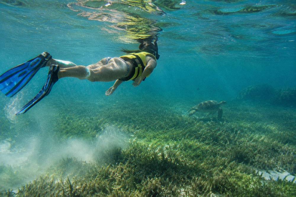 Snorkeler in a life vest floating above a green seagrass bed in a calm bay