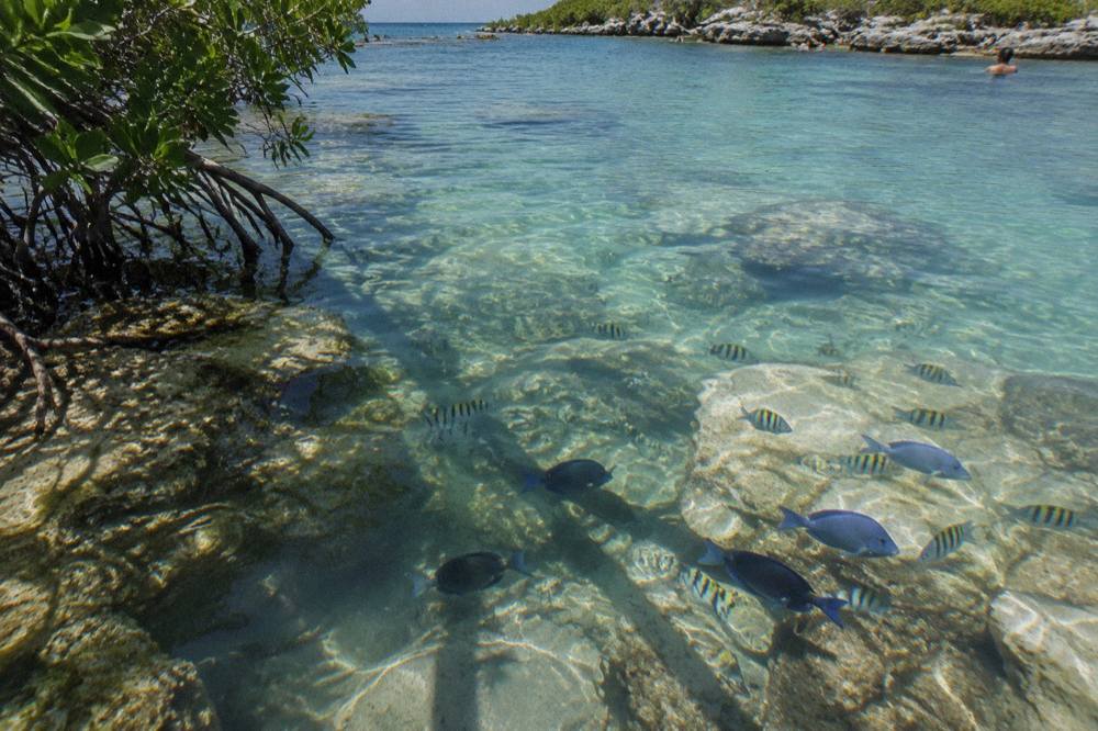Tropical fish swimming over rocks in clear shallow lagoon water